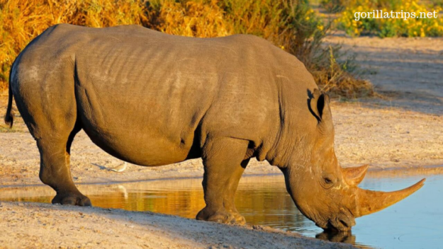 Rhinoceros-768×432